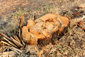 Boise Tree Service|Stump Grinding